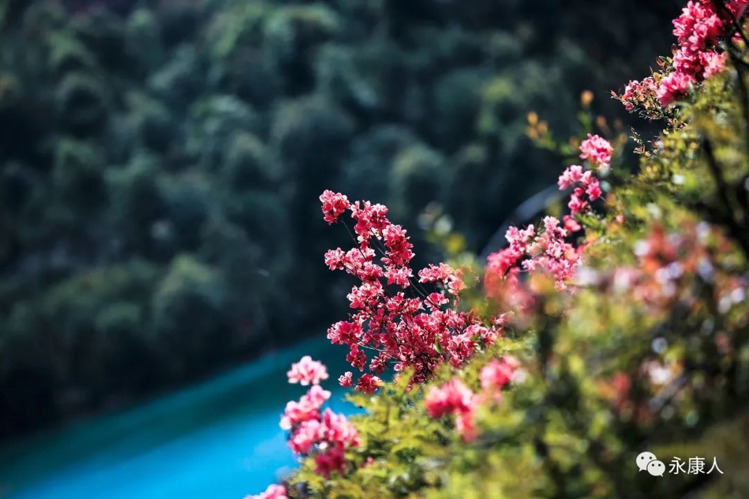 杜鹃花霸屏！永康这个地方的杜鹃花浓郁绽放