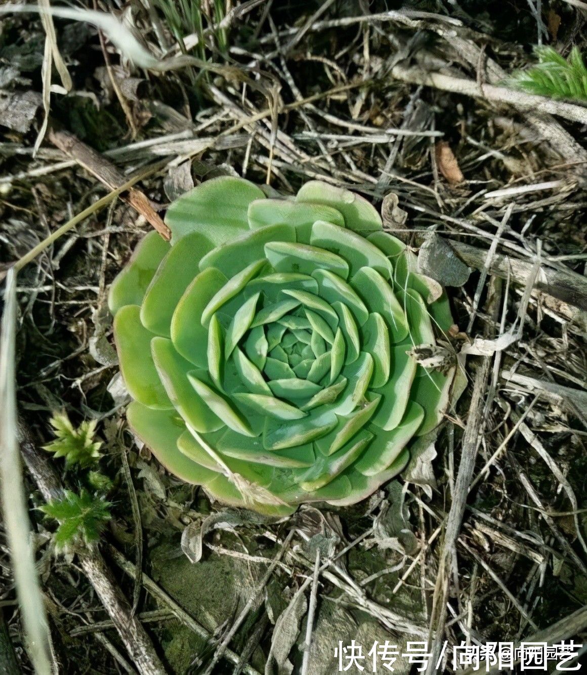 上山挖野菜，遍地都是多肉，竟然没人要，感觉要发财了