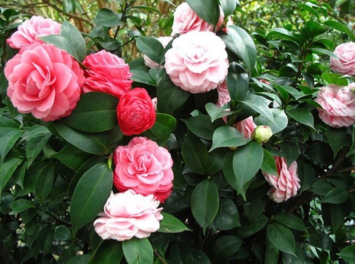 茶花养不好、养不旺,用上一些“诀窍”,花枝变更多,盆盆都爆盆