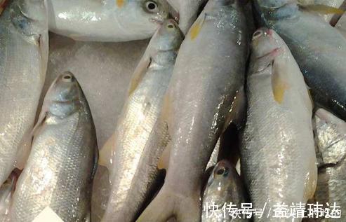 dh被誉为最好吃的海鱼,鱼肉似“千层糕”,我国独有,却少有人知