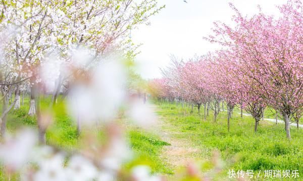 钱塘江边最美樱花林，共有6000余株，现已竞相开放犹如童话世界