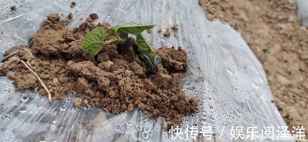 在乡下改造一个小院，种菜养花天天都是乡村田园梦，生活如此惬意