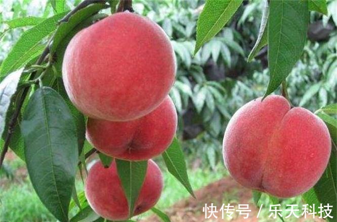 静脉注射|人到中年想长寿,不妨多吃以下四种食物,补血补肾,早吃早健康