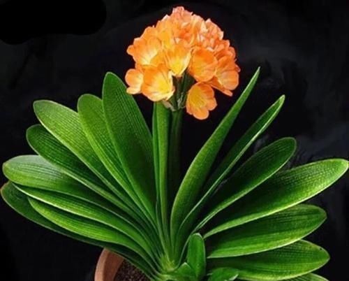 叶片|新养的君子兰,教你一招,不黄叶,不烂根,花箭呼呼冒