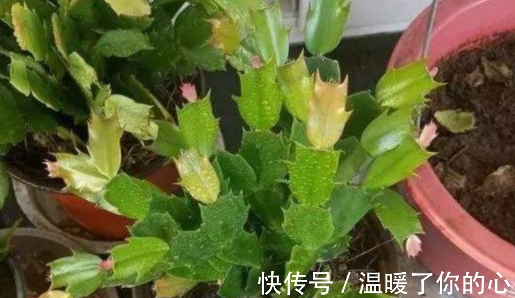 蟹爪兰花期|蟹爪兰开完花后，下一步该如何去养护？