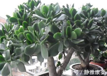 剧毒|万万不要在家里养这几种多肉,很多人不懂都爱养,长大带有剧毒的