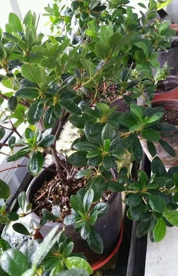 土壤板结|浇水有3个坏习惯,赶紧改,不然土壤板结像石块,花儿总烂根!