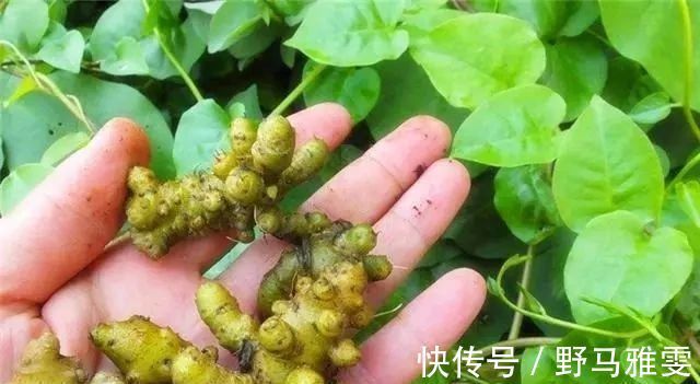 植物|藤三七应该怎么吃,有什么禁忌今天来科普一下