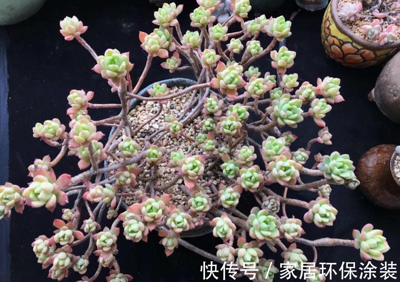 花友|养多肉3年顺风顺水,多亏选了6种大普货,现在全是大老桩