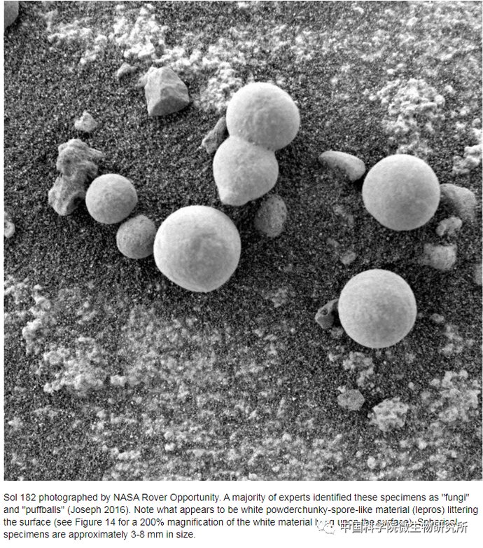 非生物 火星上存在真菌吗？