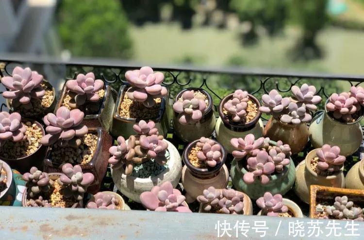 她家的新房成了网红地，不是装修多高档，而是室内盆栽太漂亮