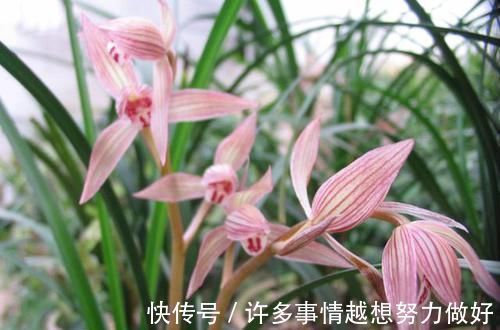 叶片|要想兰花养得好,这5步少不了,根正苗红就是这么养出来的