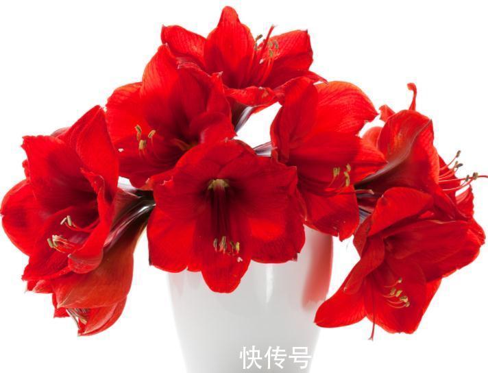 几种植物立冬节气种植，财源滚滚“不请自来”，一般人我都不告诉