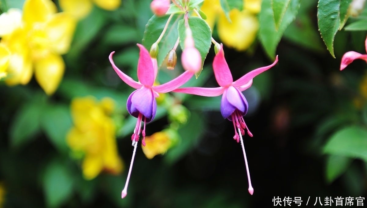 种花|5种花夏天要养在北阳台,否则成为“夏必死”,黄叶又落叶