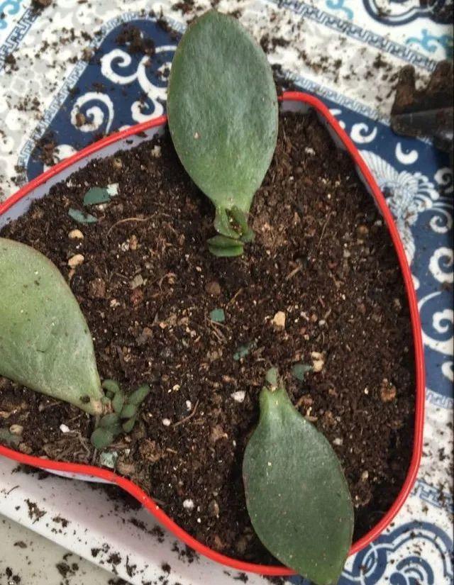 6种寓意好的花，剪根枝就能活，年年爆盆不操心！