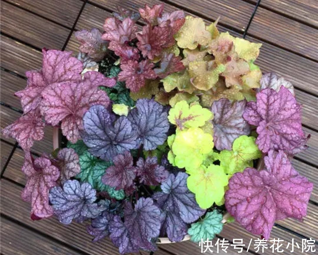 5种花耐寒花 冬天不怕冷 越冷越开花 粉紫色