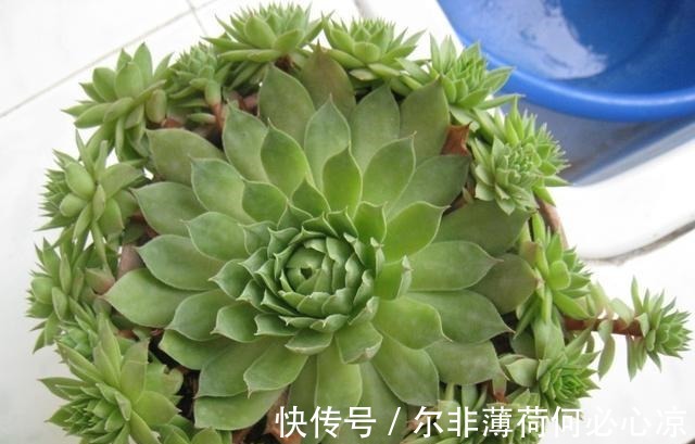 适合养花新手的4种多肉植物 很难养死且物美价廉 粉紫色 适合养花新手的4种多肉植物 很难养死且物美价廉 粉紫色