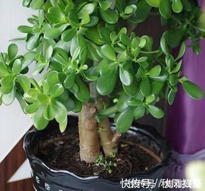 土壤|养花土壤板结,三种“玩意儿”丢盆里,土又好又肥,再也不板结了