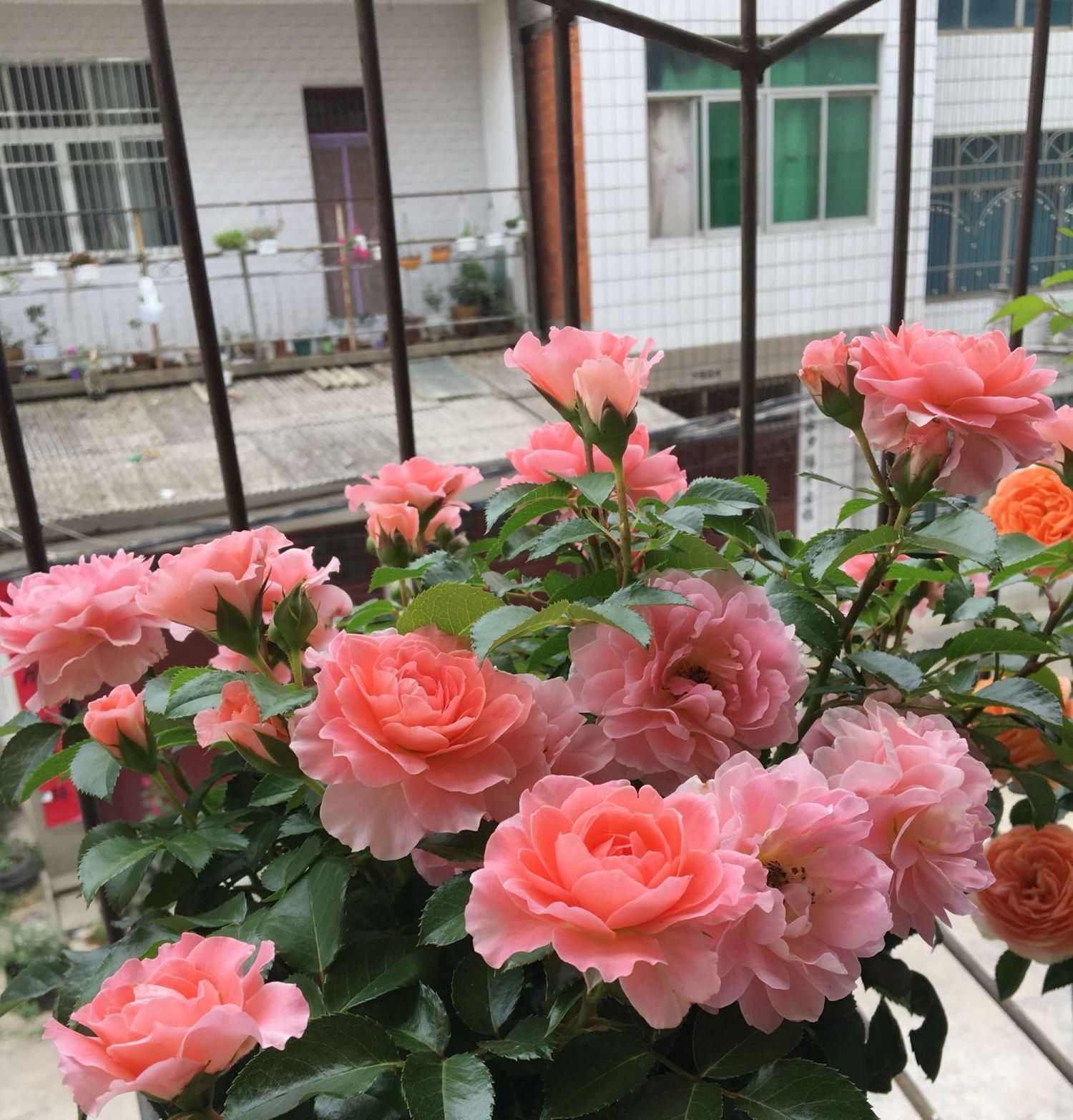 香香公主|别养绿萝吊兰了,此盆栽绿植,四季开花,香气四溢,好看又好养!