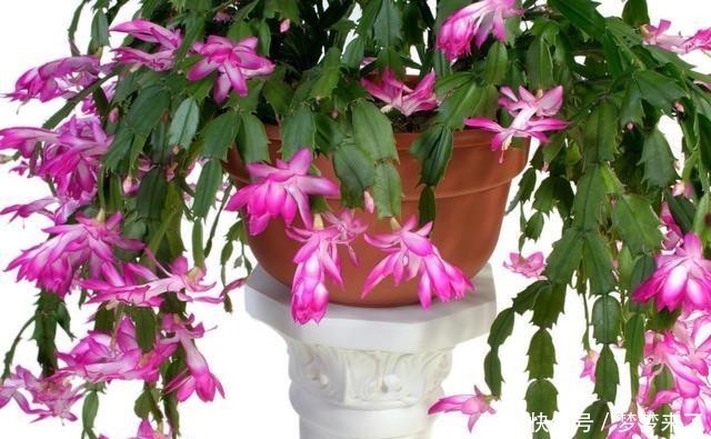 方法|一把梳子,扦插蟹爪兰,齐刷刷一排“白胡须”,插活几十棵