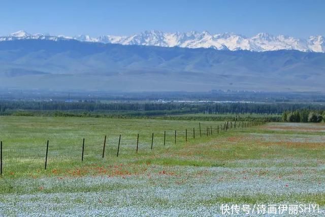 5月伊犁的草原山花烂漫，天山红花无疑是其中最靓丽的一道风景