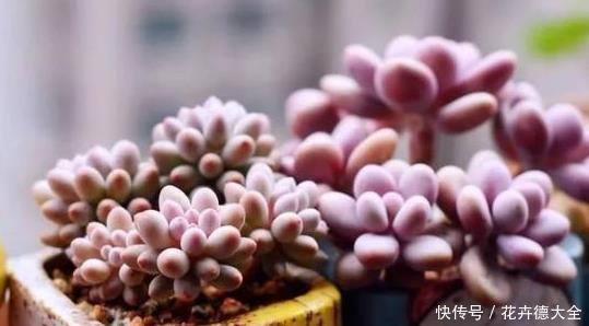肥嘟嘟|养护多肉婴儿手指记住4点,新手也能养出好状态,叶子粉嫩肥嘟嘟