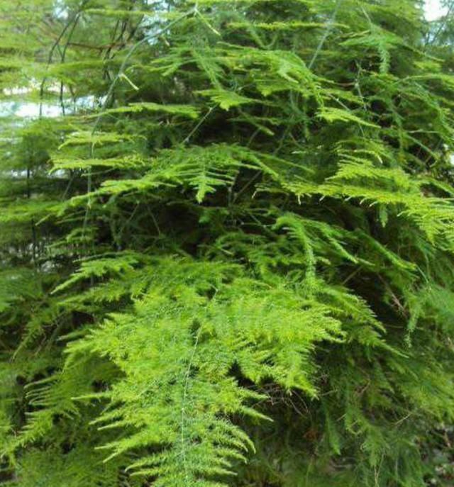 |沙雕动画,搞笑:老爹带回的高级测谎仪,让全家人都痛苦不已