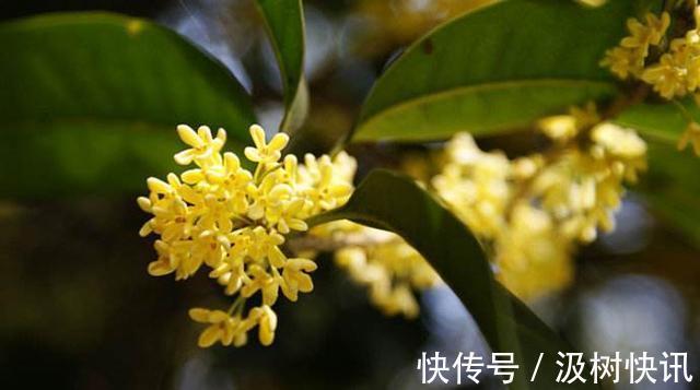 桂花不开花是什么原因 往土壤中添点这个桂花越开越好