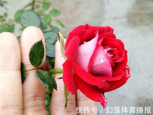 喜欢玫瑰,那就养“传统玫瑰”藤本小女孩,绚丽多姿,轻松爆盆!