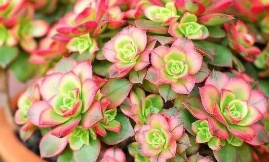 35度高温多肉要休眠这样养护,避开徒长,叶子厚实又肥美