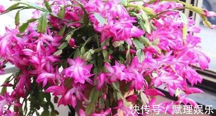 花卉|4种漂亮花，现在养一盆正当时，秋凉早开花，适合新手