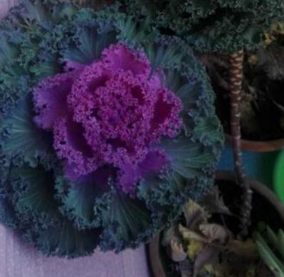 犯愁养花还是种菜别选了，种植8种蔬菜盆栽看着五颜六色