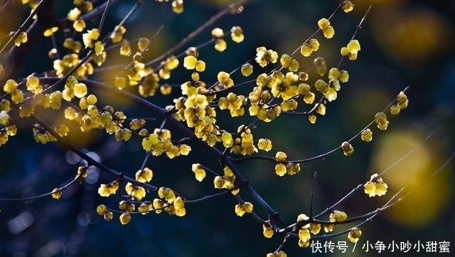 种植|最适合庭院、屋顶绿化种植的植物,各月开花顺序整理,不收藏吗?