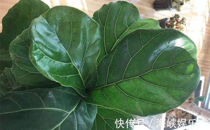 施肥|新手养花不用愁，给你支3招，烂根也能救过来！