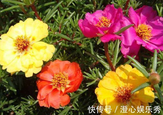 繁花似锦|养花试试几款花卉，花开繁盛花香怡人，四季繁花似锦