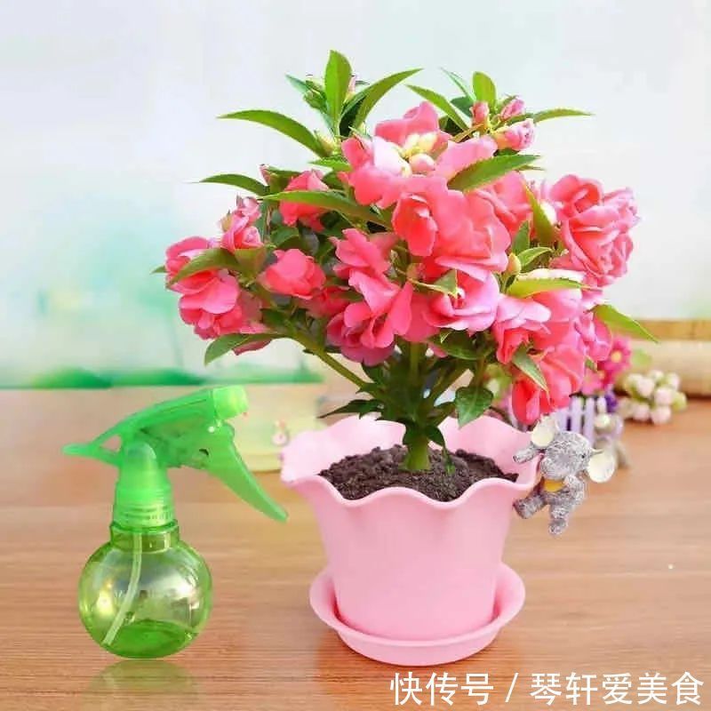 老中医最喜欢的五种花,家里养一盆,越养身体越健康,你家养了吗