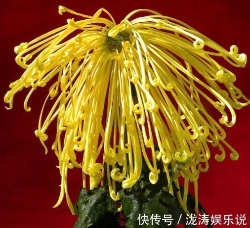 喜欢菊花，就养盆“菊中精品”盘龙金鹭，似金丝飘垂，秀雅清香