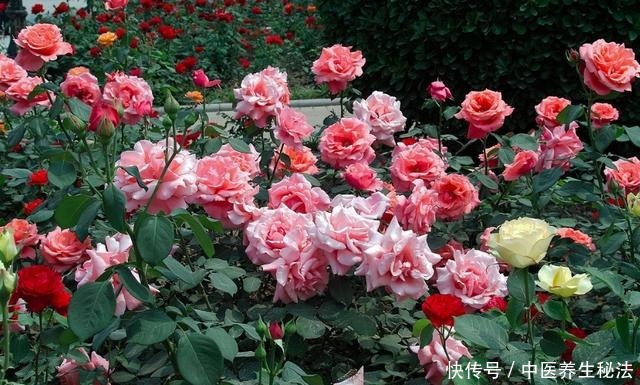 家养树状月季花生长,离不开这“3点”,做好它,月月有花赏!