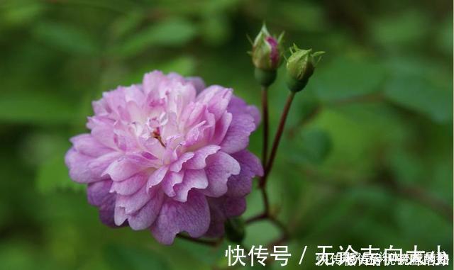 月季|20款紫色月季品种。浓香、抗病非常好养，天然紫色唯美盛开