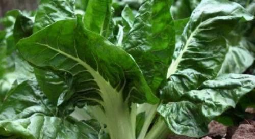 毛豆|女性不想满脸皱纹,推荐多吃3种食物,营养丰富,身体棒棒哒!