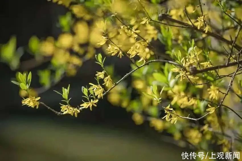 春暖花开日，醉白池公园三八女神节免票优惠邀汝来赏花