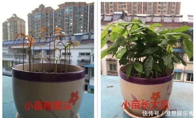 夏天吃水果,“留个籽”撒盆里,10天发芽变盆栽,养好摘果1篮子