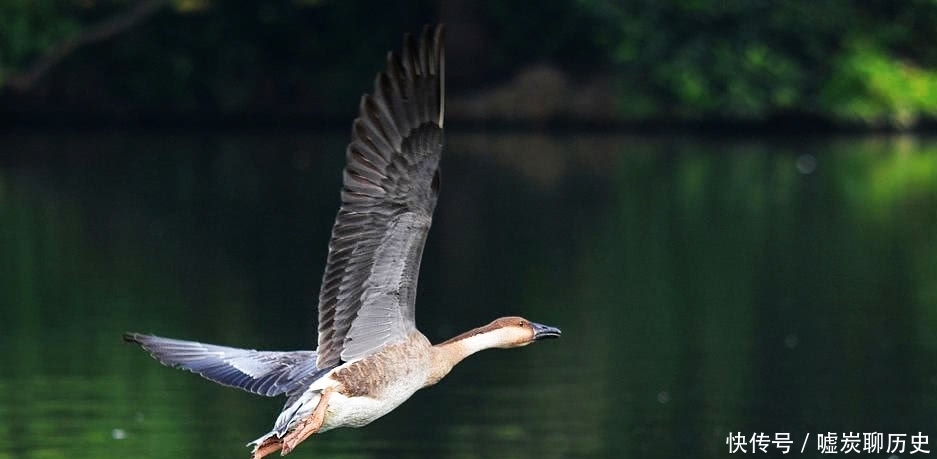 江国|殷商古国——鸿国,春秋江国的前身,吉祥语“鸿运”来自这里