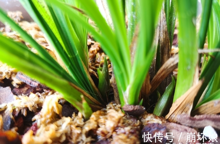 兰花发新苗正当时,不要“好心办坏事”,避免新苗夭折,乐极生悲