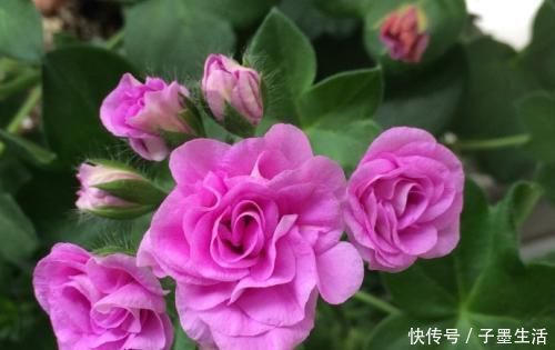 此花比绿萝好养，花开如玫瑰，掐个枝”插土里“就能活，夏天养花选它