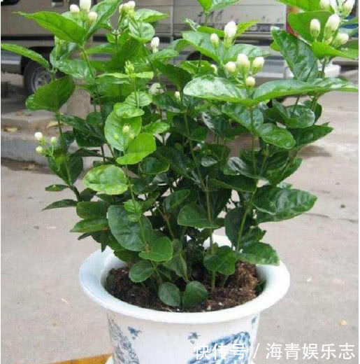 茉莉花|4种花夏天必须勤浇水,水分充足爆花一整夏,不然叶片发黄不开花