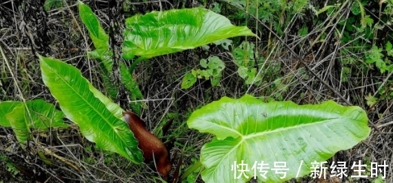 头疼|长在墙角边的野草，用来治头疼效果好，来看看你身边有没有