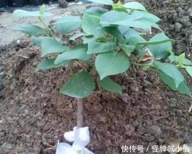 塑料袋太多，很烦人？别烦，用它来养花，养1盆旺1盆，真的很好