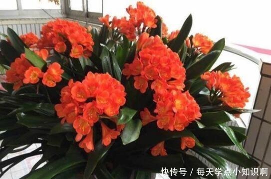 叶子|君子兰长满“大水缸”,叶子蹿满32片,“这样”养,你的也可以!