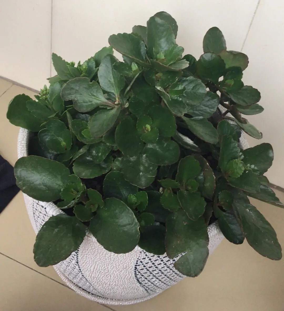 花友们|长寿花“装菜”不打花苞注意这“三点”，花苞呼呼冒花儿满枝头